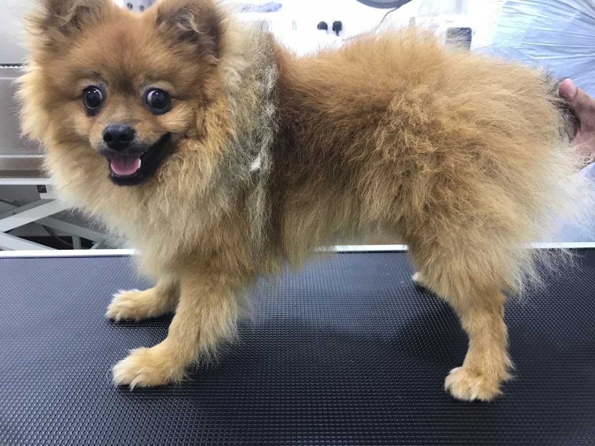Pets Health Veterinary Clinic 5
