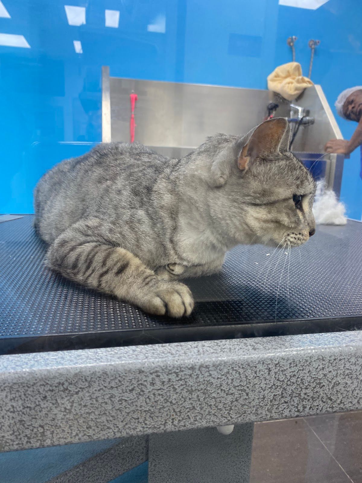 Pets Society Veterinary Clinic 5