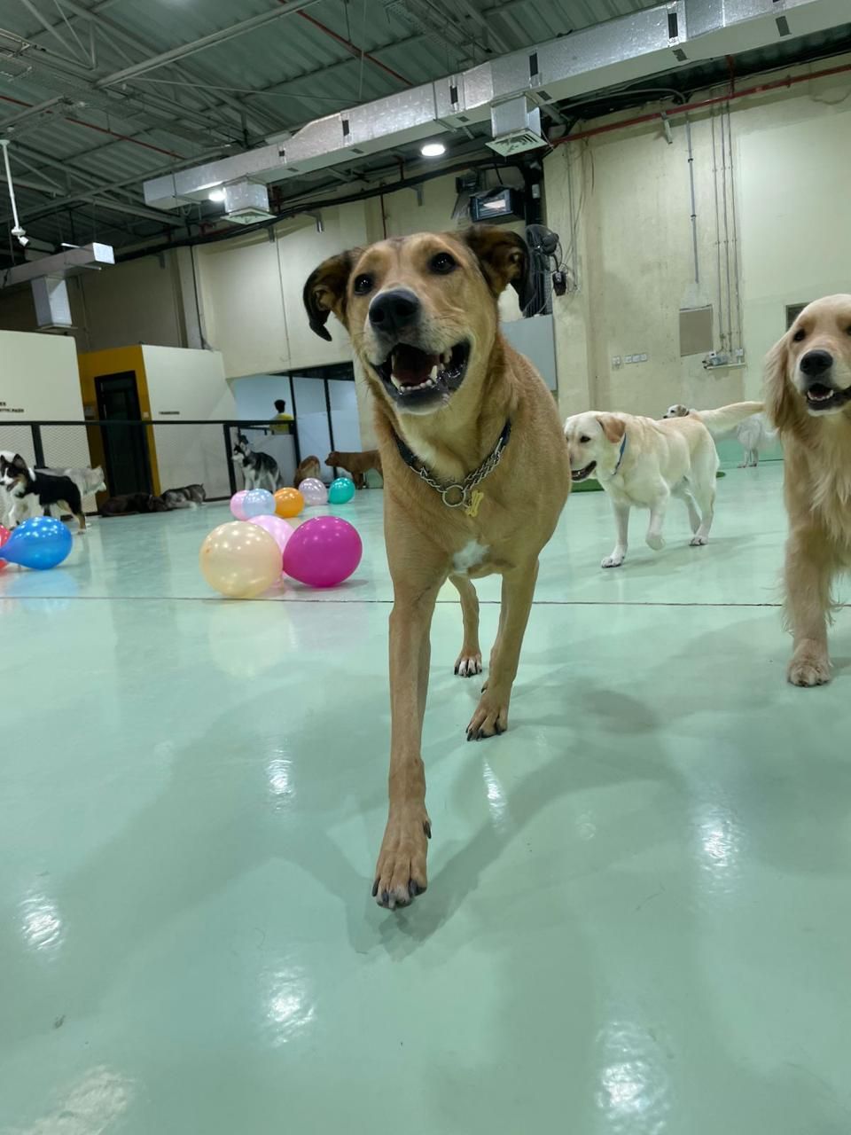 The Barking Lot | Al Quoz 2