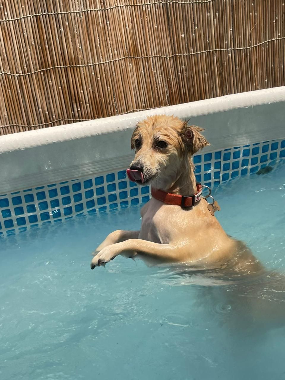 The Barking Lot | Al Quoz 3