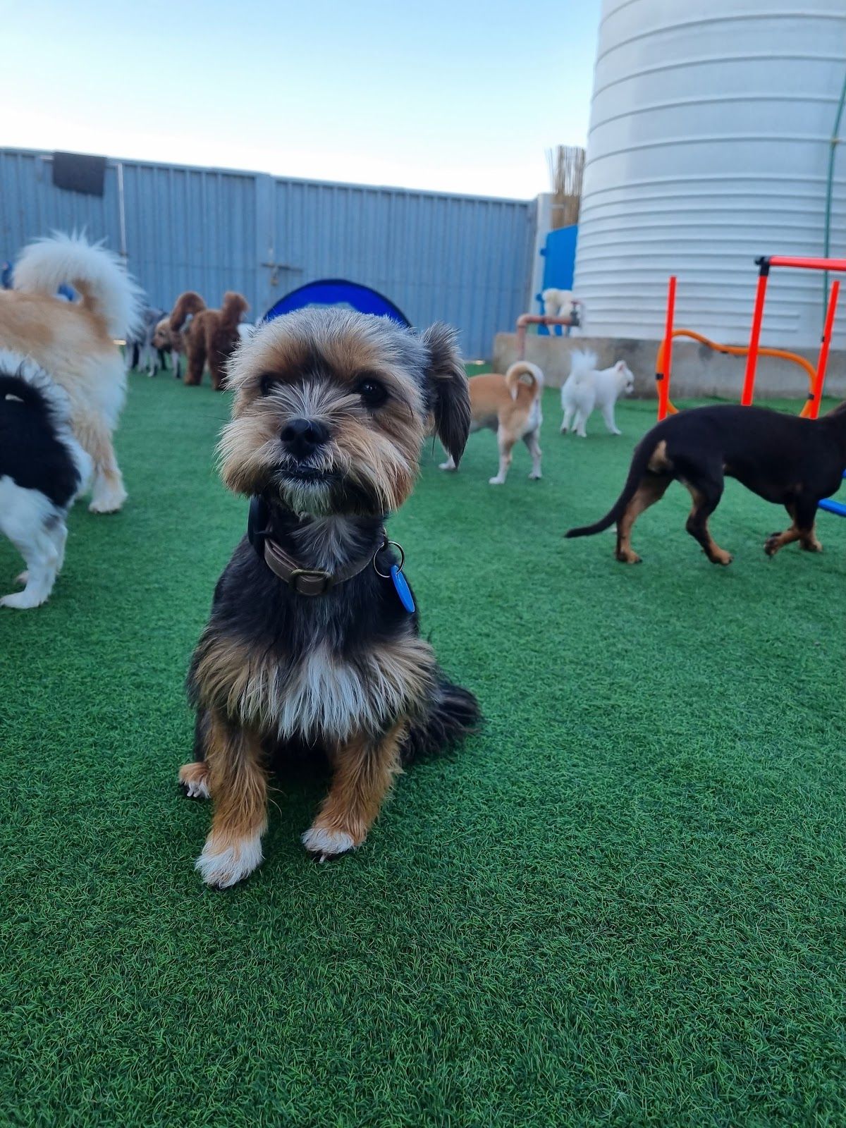 The Barking Lot | Al Quoz 5