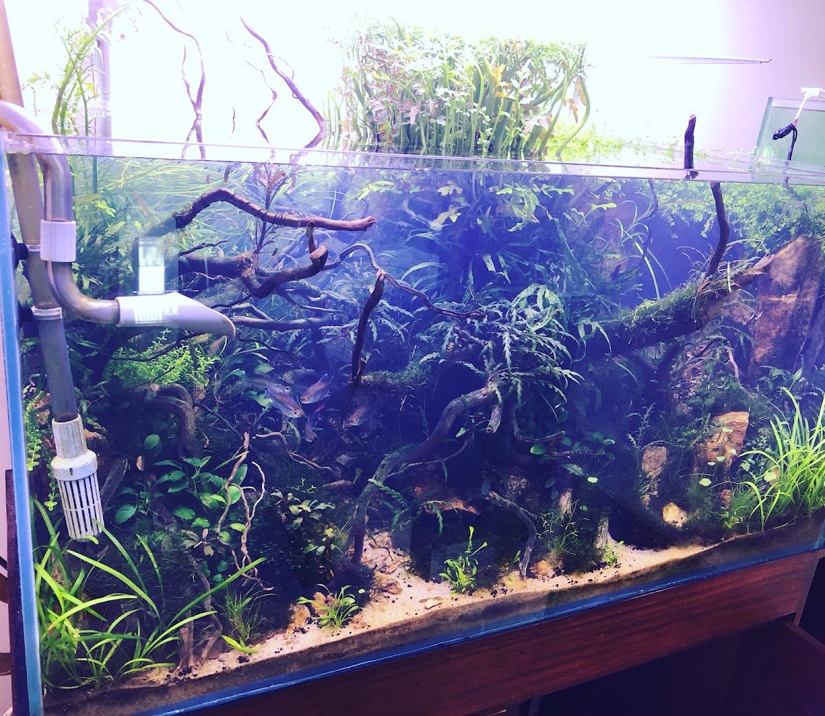 Blue Star Fish Aquarium photo 3