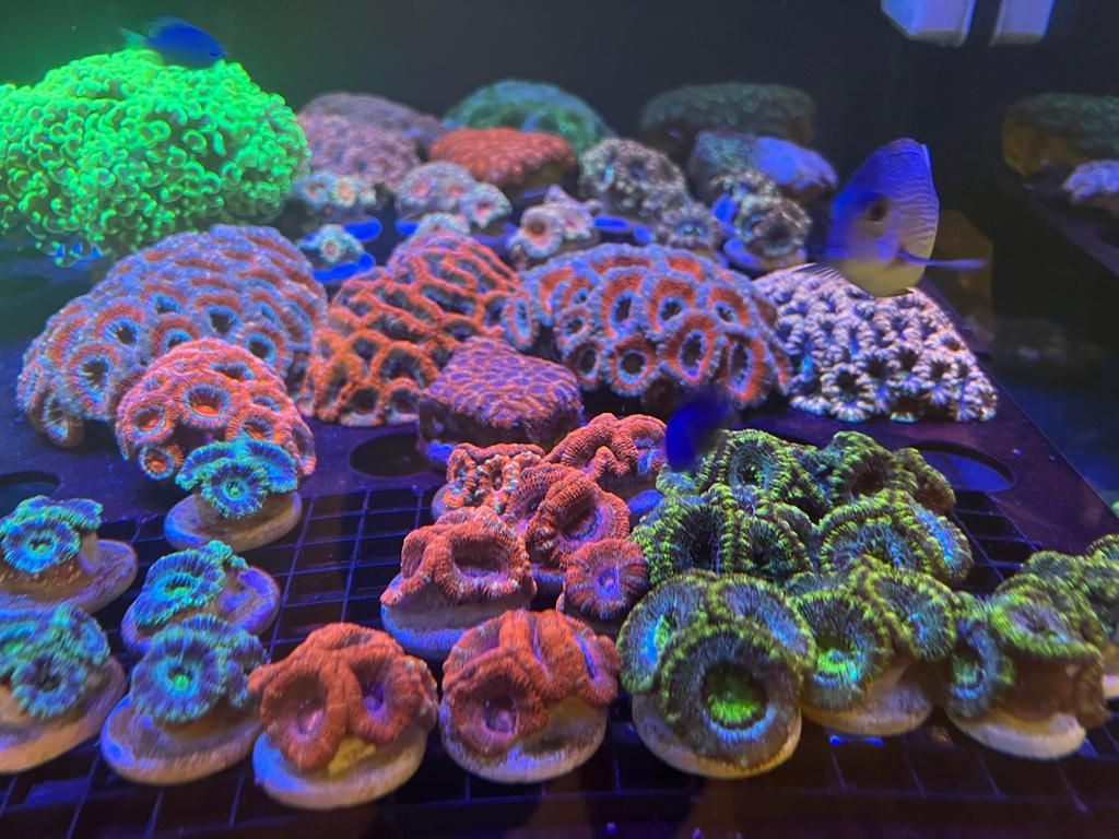 Green Desert Aquarium (Marine Branch) 2