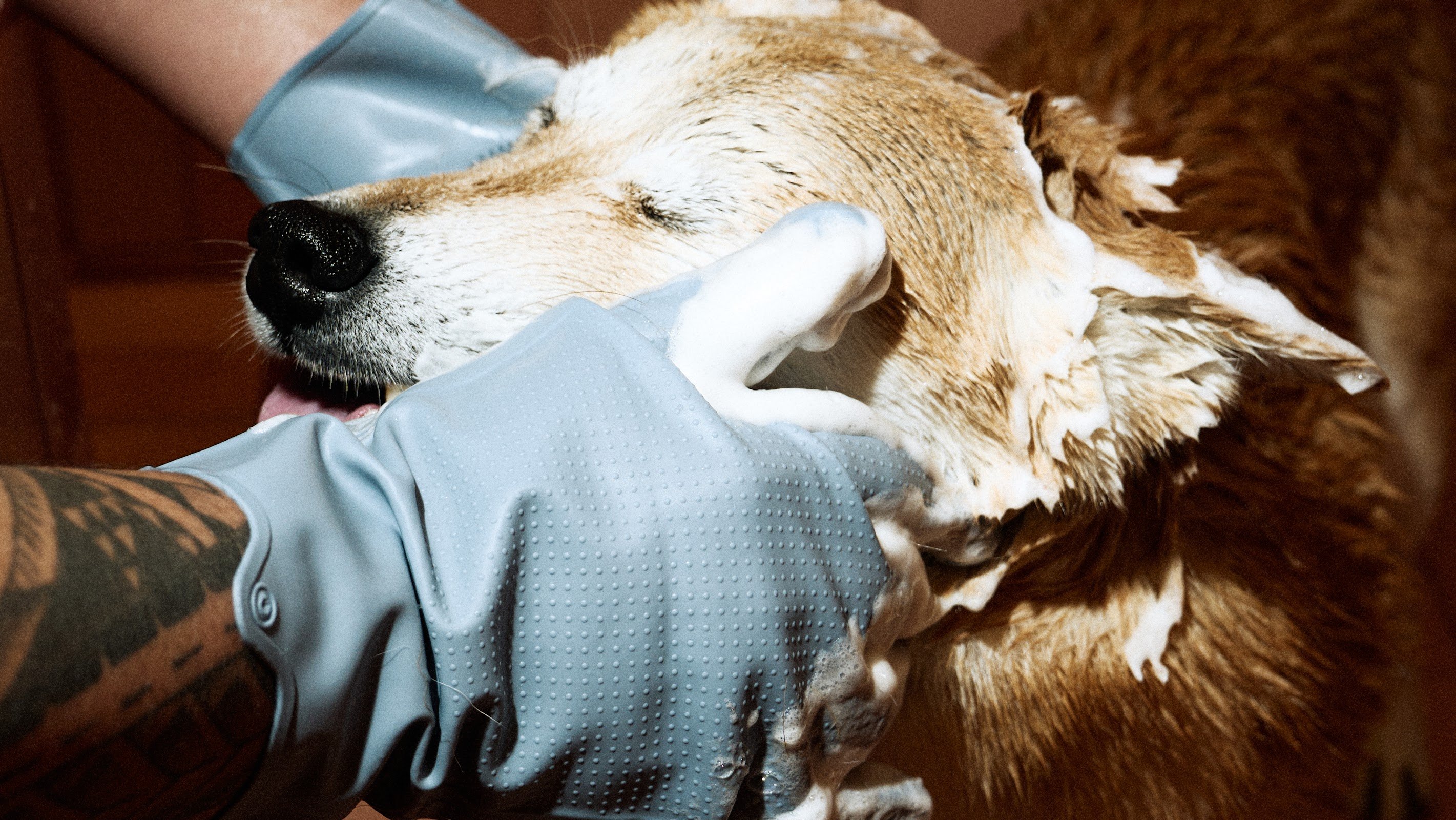 Le Toutou Pets Grooming