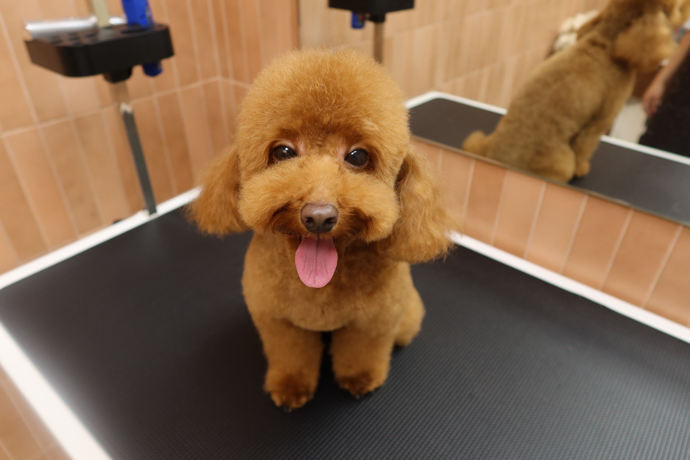 Le Toutou Pets Grooming 3