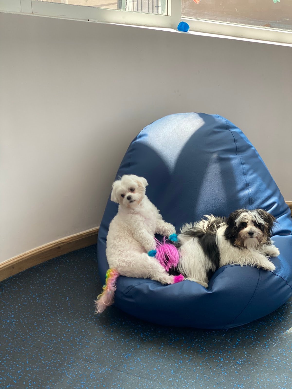 Shoosh World For Domestic Pets Boarding