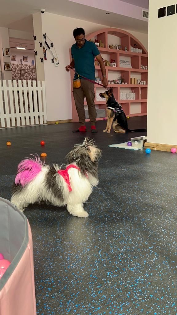 Shoosh World For Domestic Pets Boarding 4
