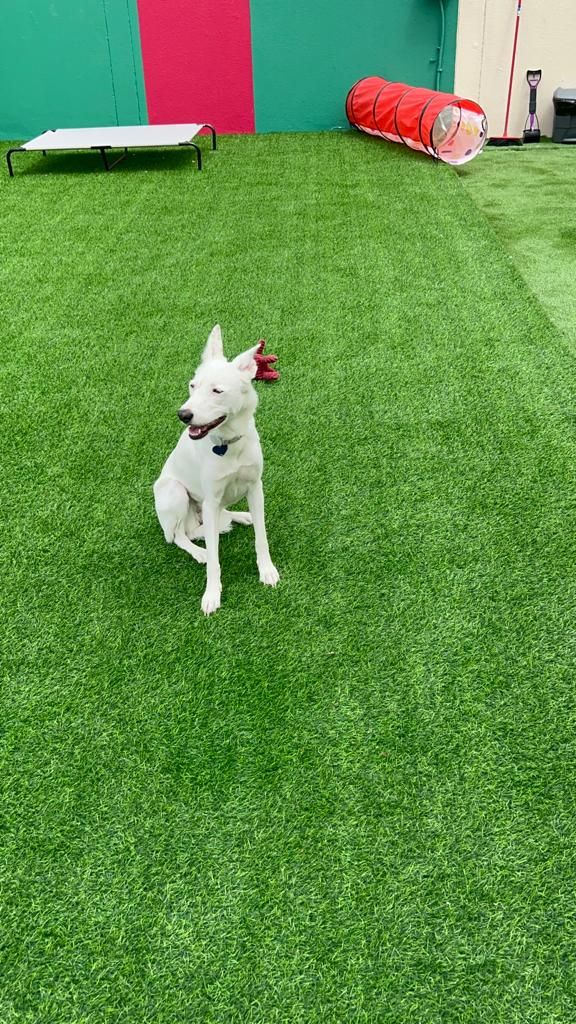 Shoosh World For Domestic Pets Boarding 5