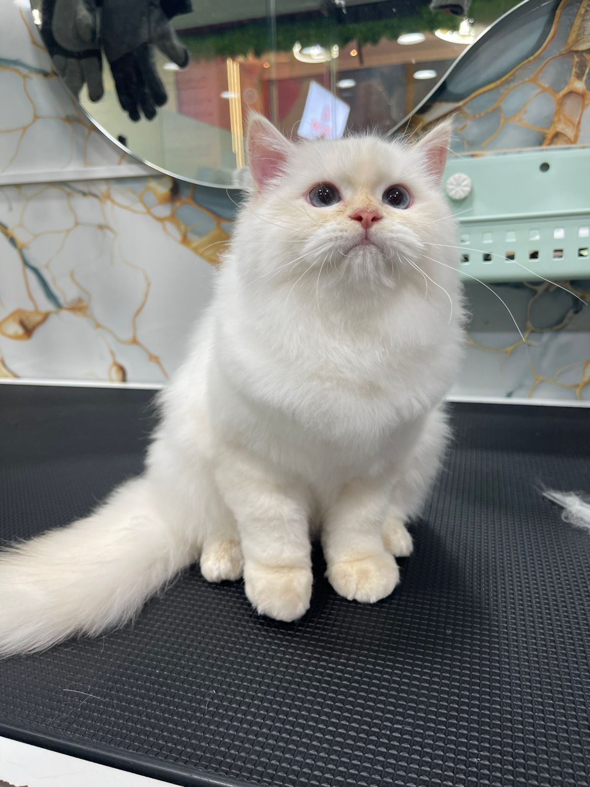 NAH Pet Salon 4