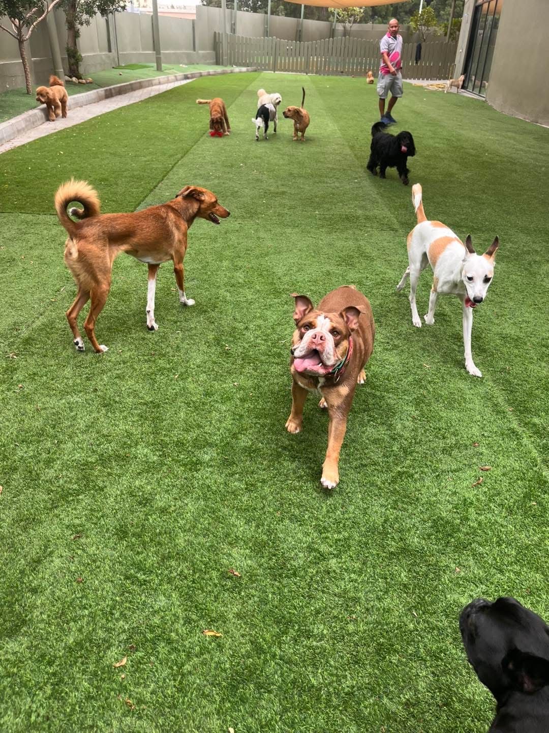 Urban Tails Pet Resort 2