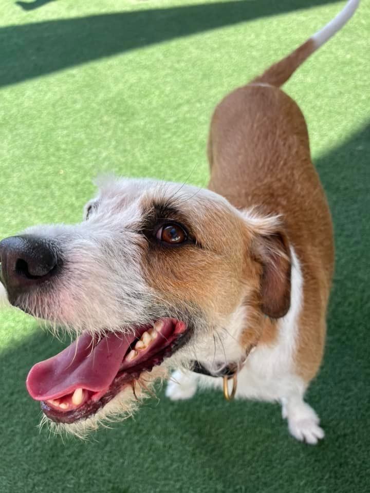 Urban Tails Pet Resort 5