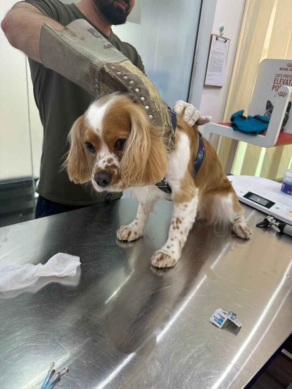 Pet Palace Veterinary Clinic 3