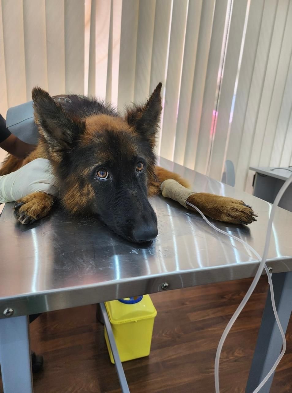 Pet Palace Veterinary Clinic photo 4