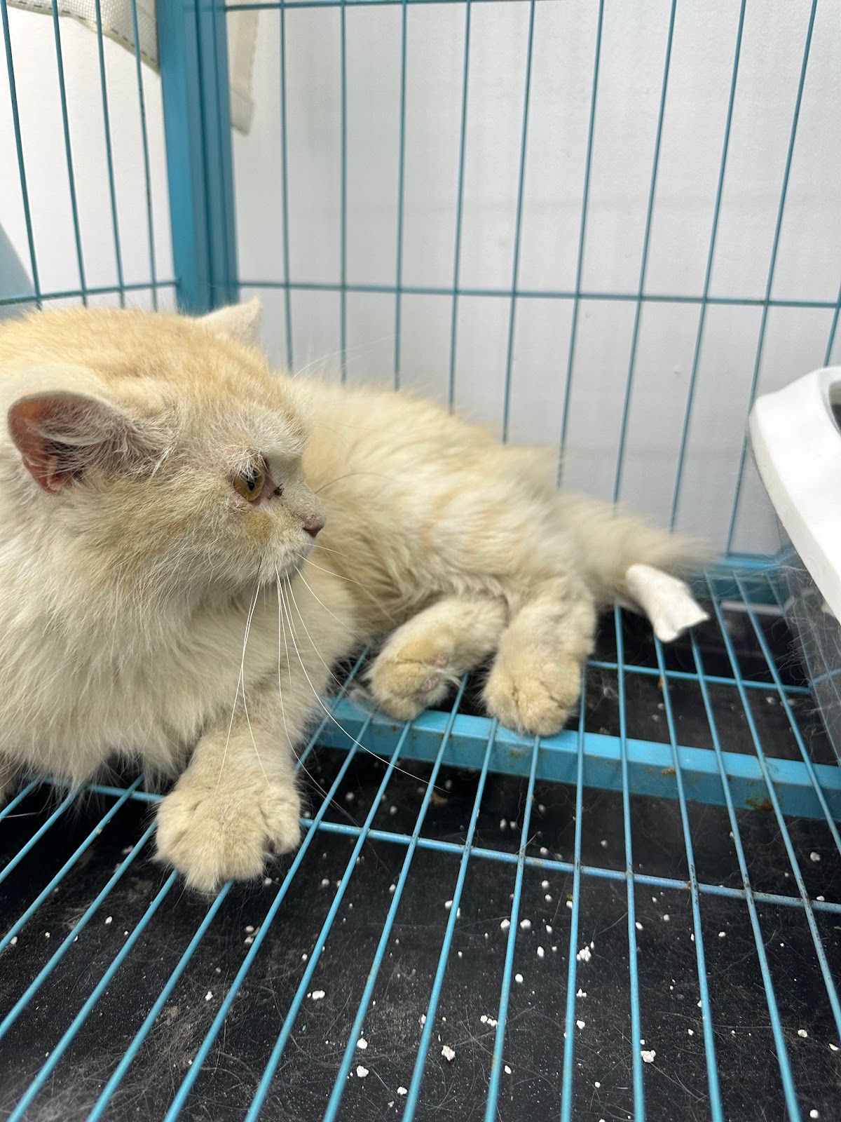 Pet Palace Veterinary Clinic 5