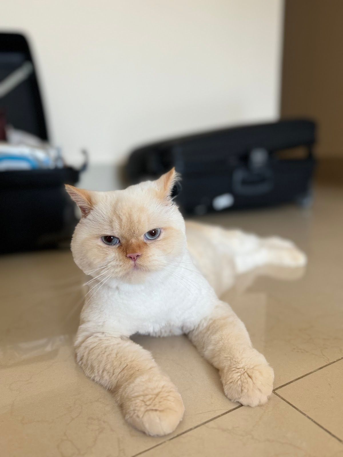 Afro Pets - Mirdif Branch 3