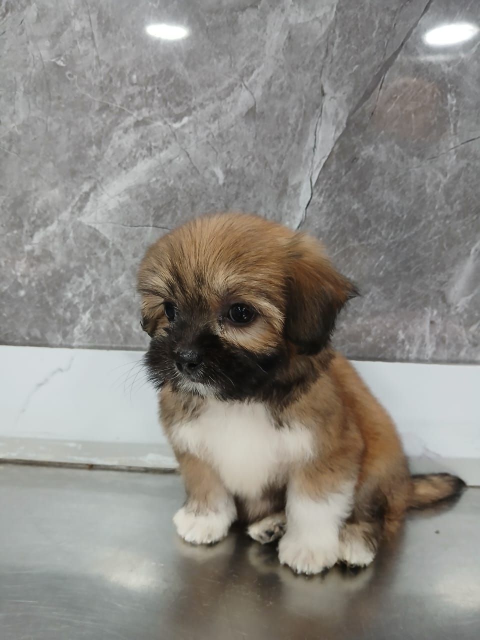 Tarzan pet shop and grooming 5
