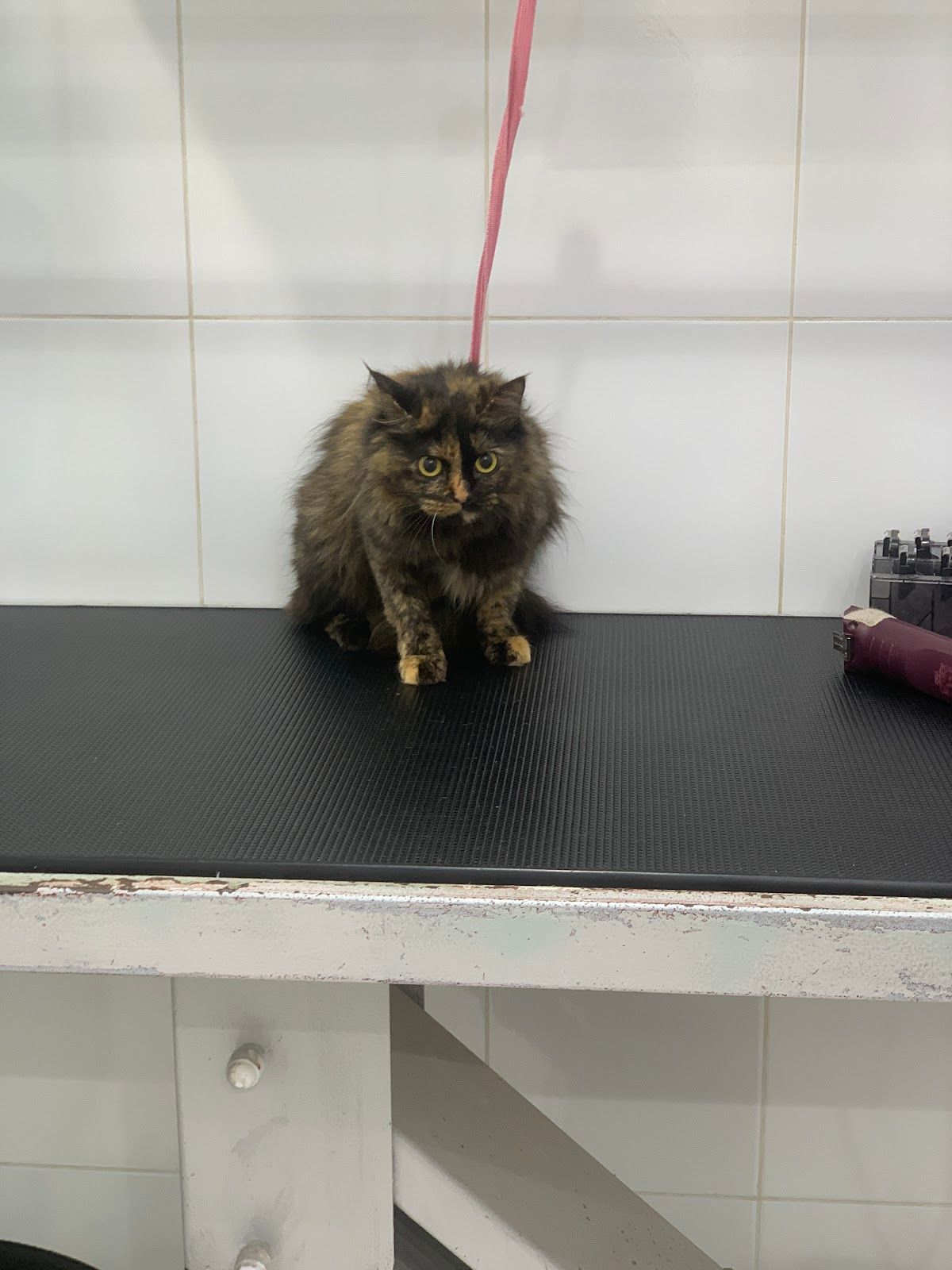 Casper Pet Salon & Spa 2