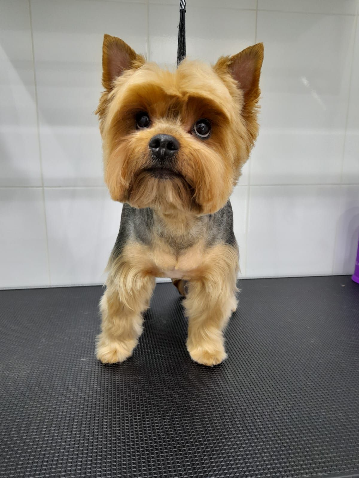 Casper Pet Salon & Spa 3