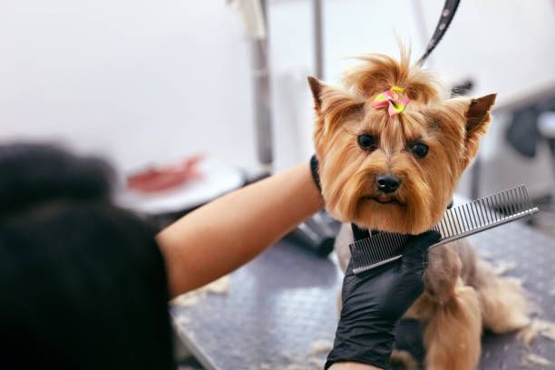 Casper Pet Salon & Spa 4