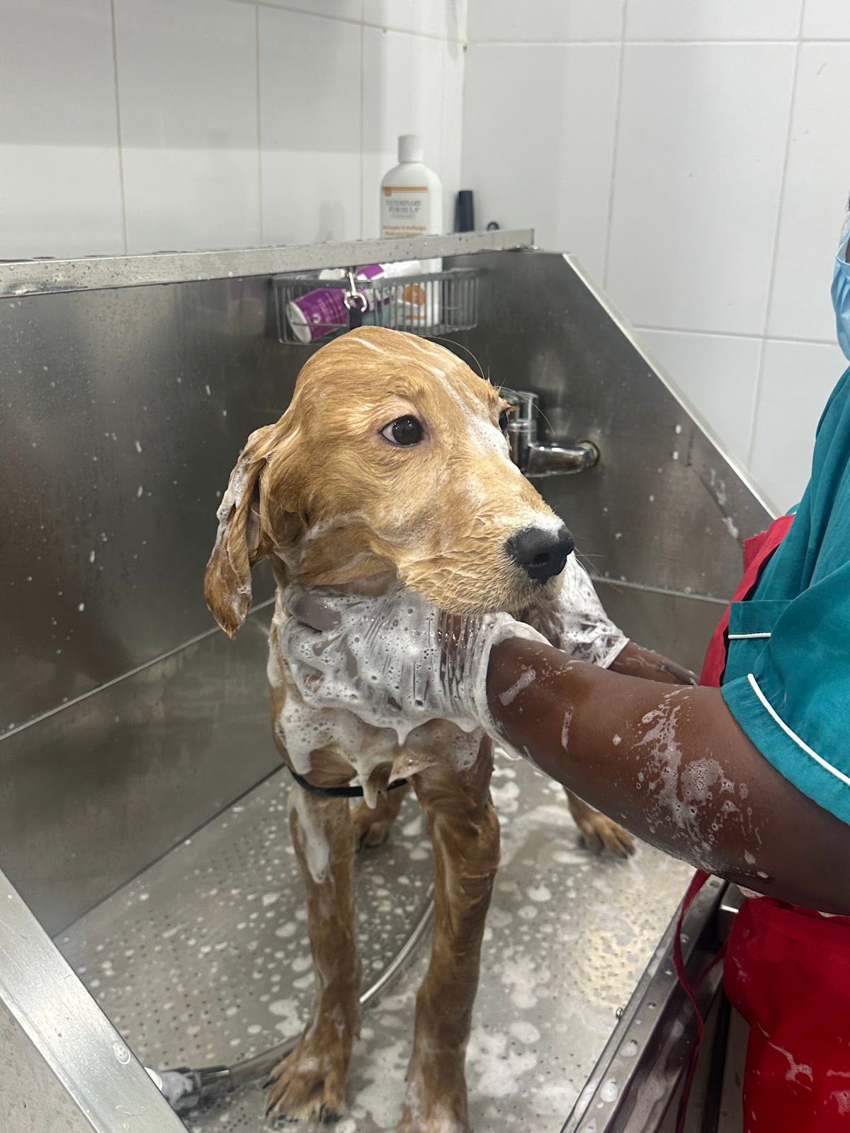Casper Pet Salon & Spa 5