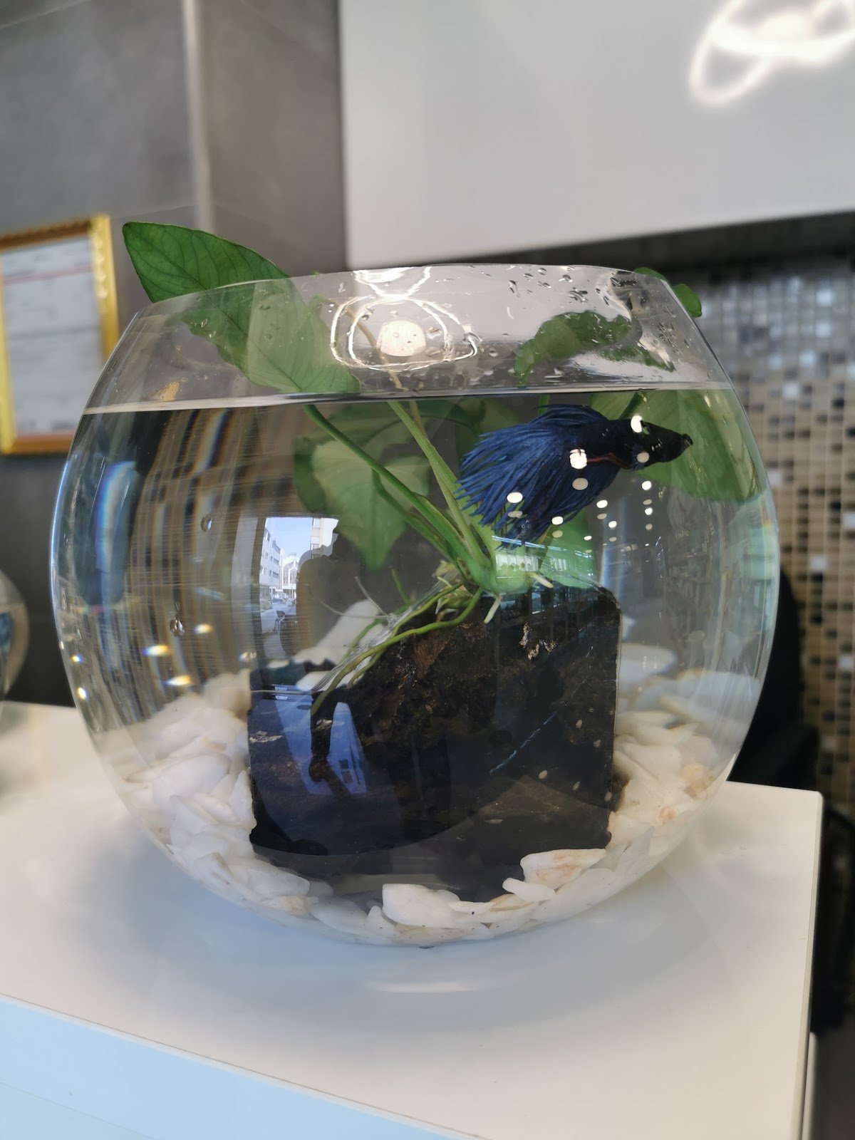 River Moon Pet Shop photo 3