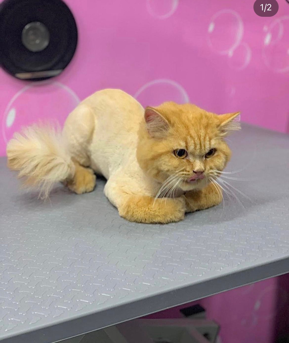 Love Fluff Mobile Pet Grooming Services