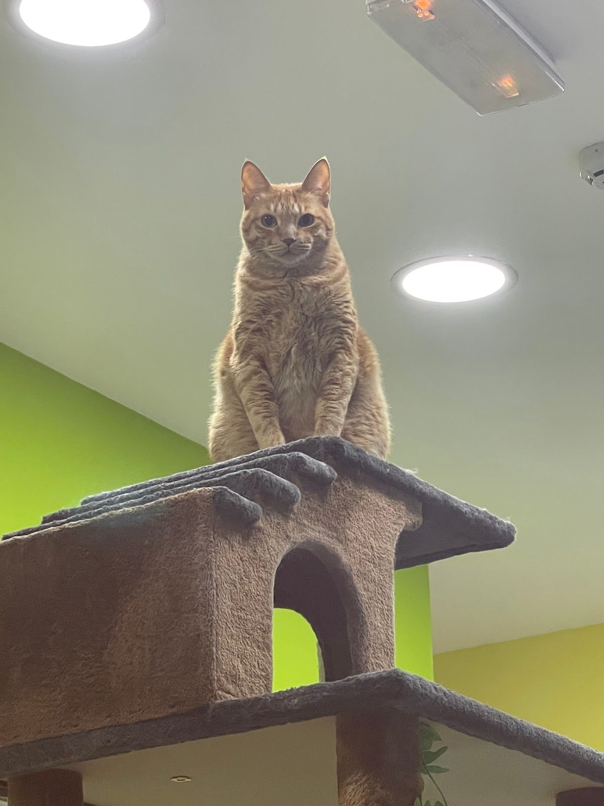 Pets Kingdom LLC | Kennels & Cattery 4