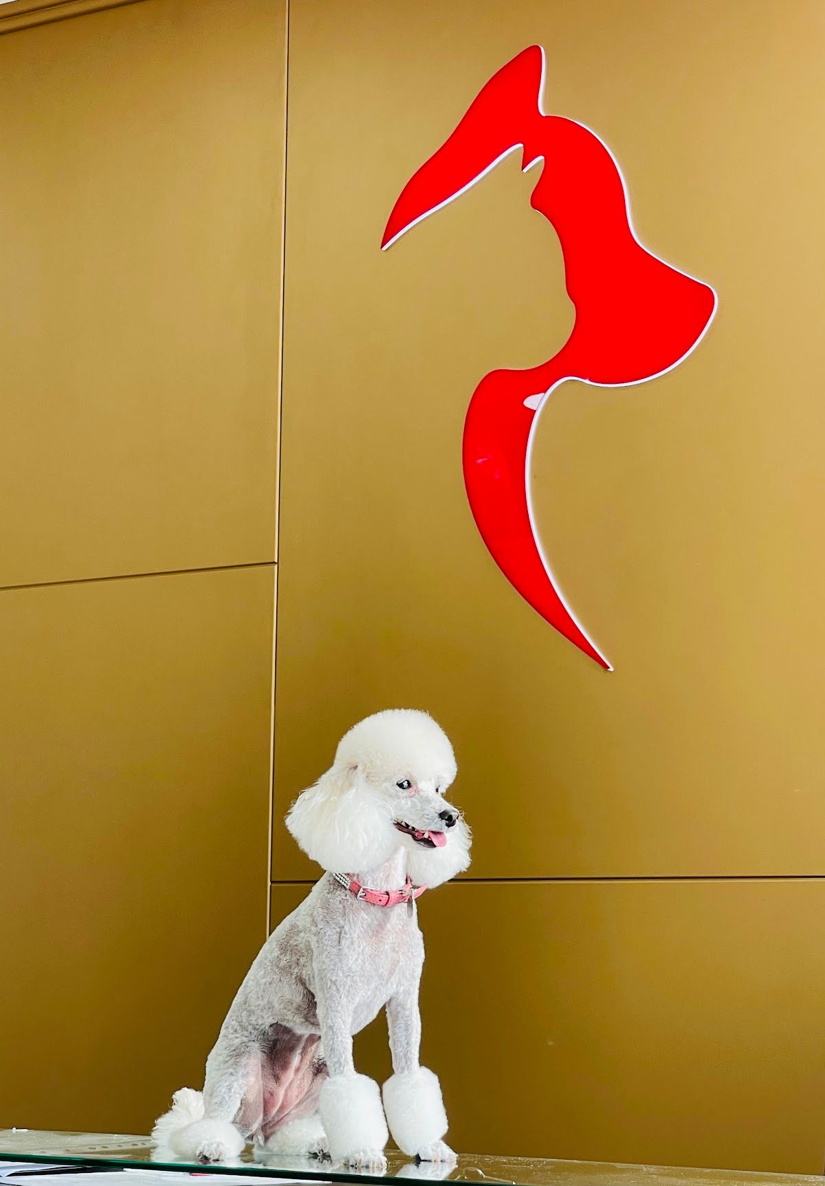 Pets Kingdom LLC | Kennels & Cattery 5