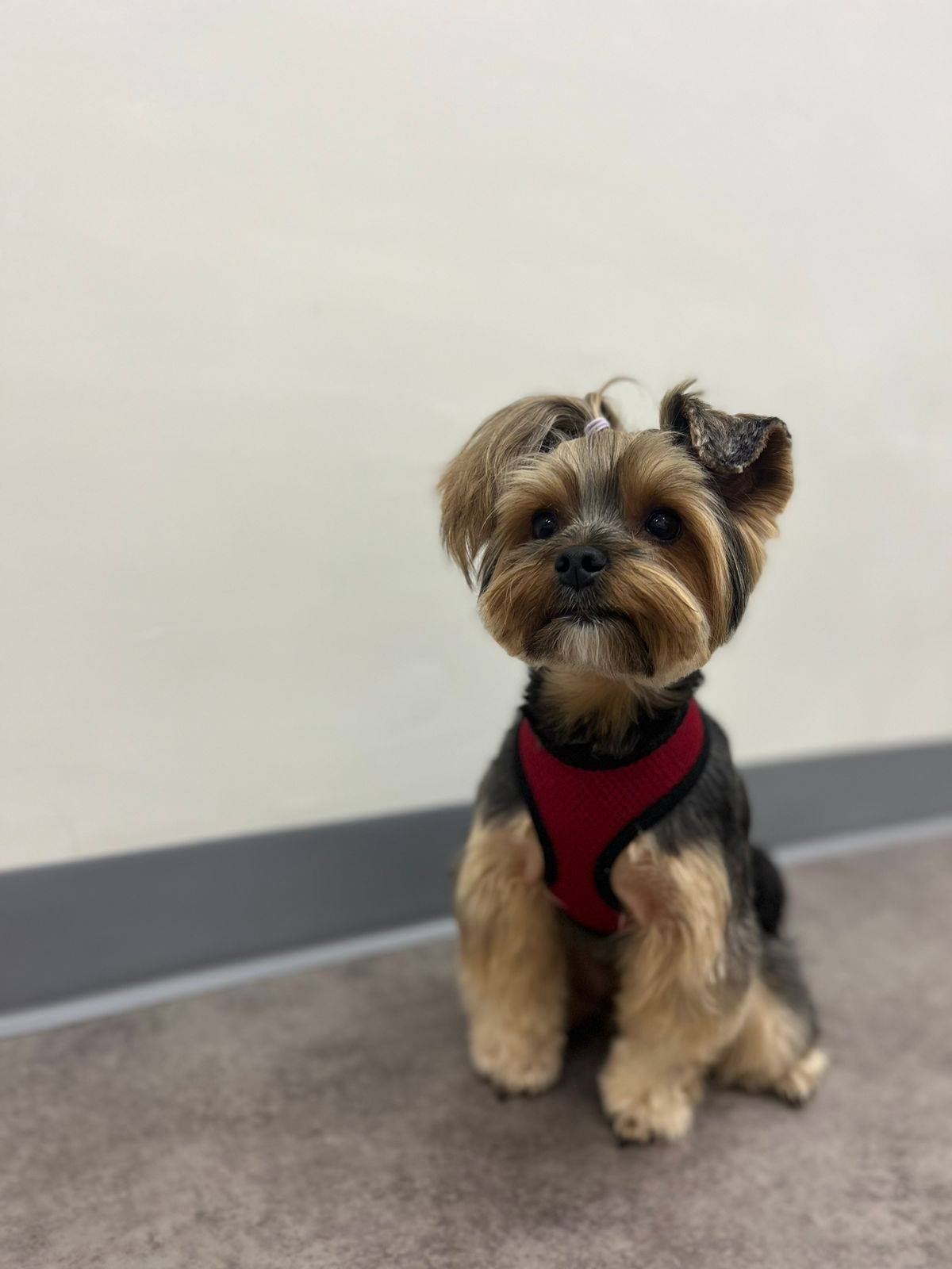 Pawparazzi Pet Grooming