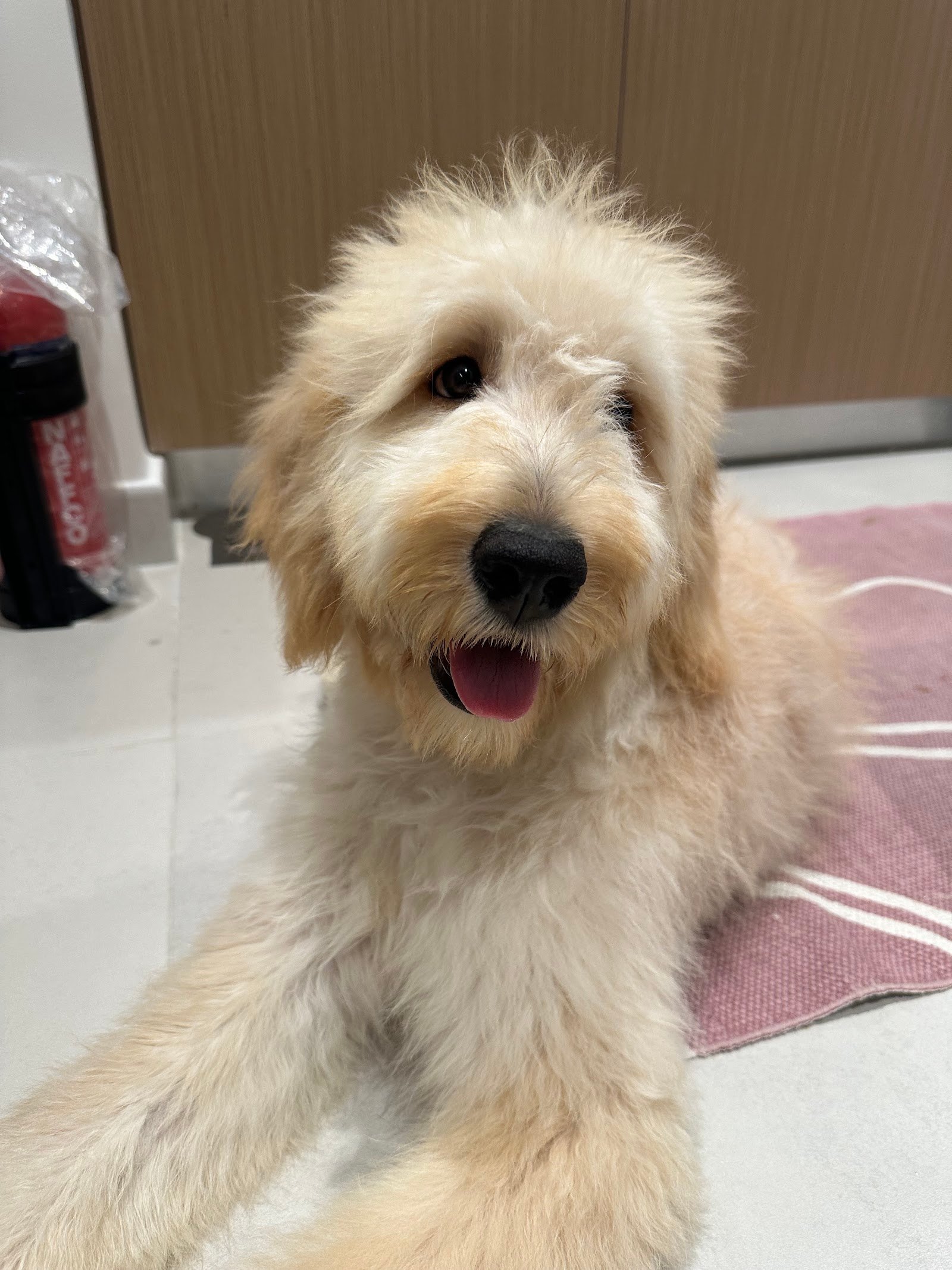 Pawparazzi Pet Grooming photo 2