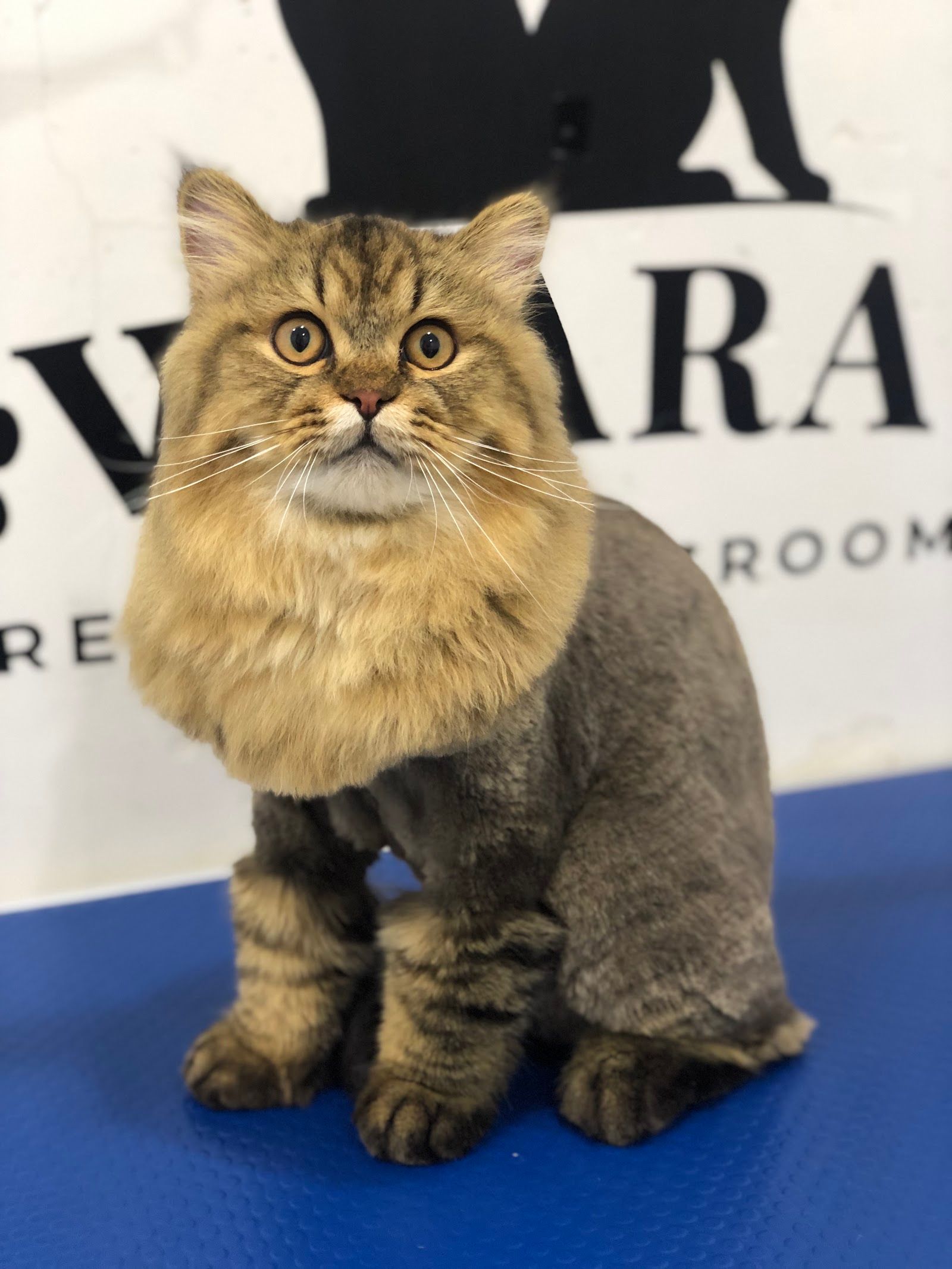 Pawparazzi Pet Grooming 3