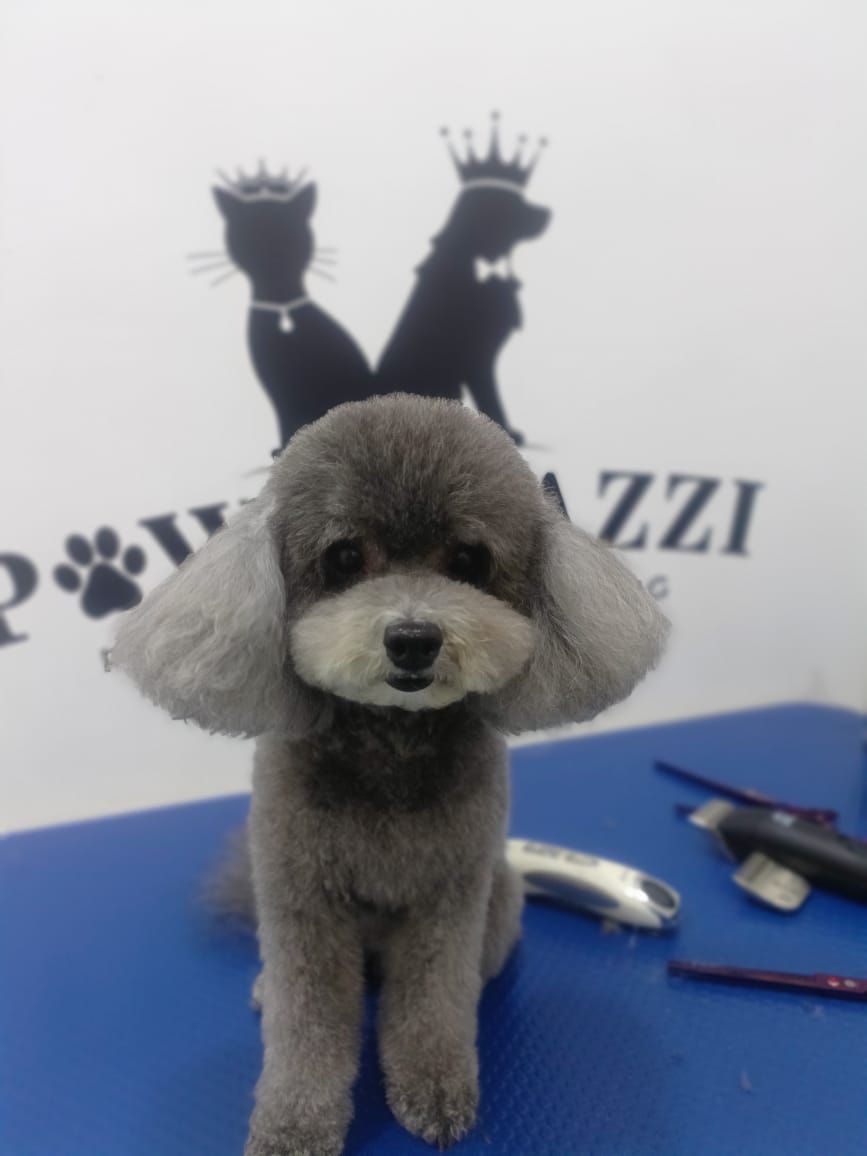 Pawparazzi Pet Grooming 5