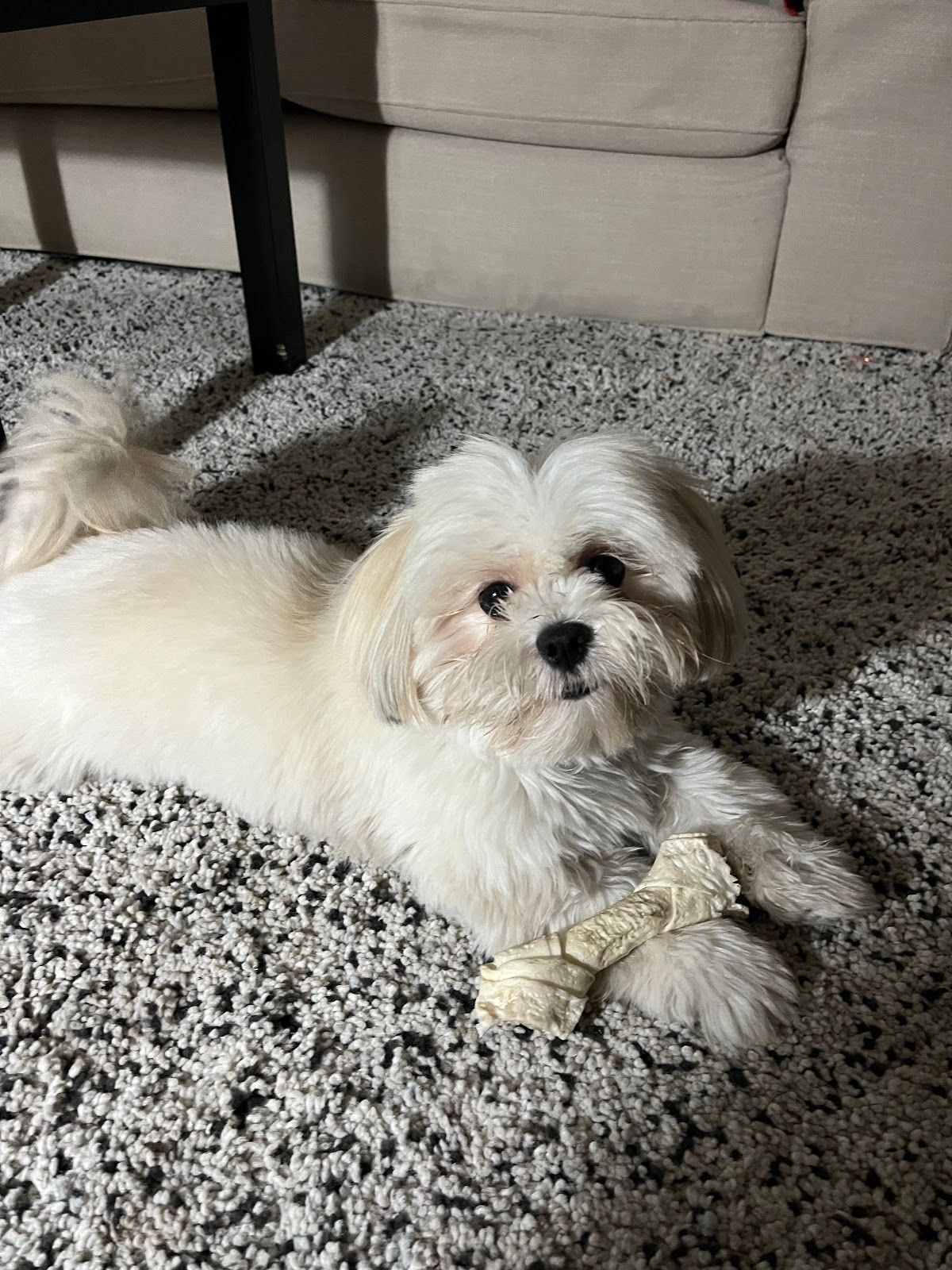 Luxury Pets Grooming 4