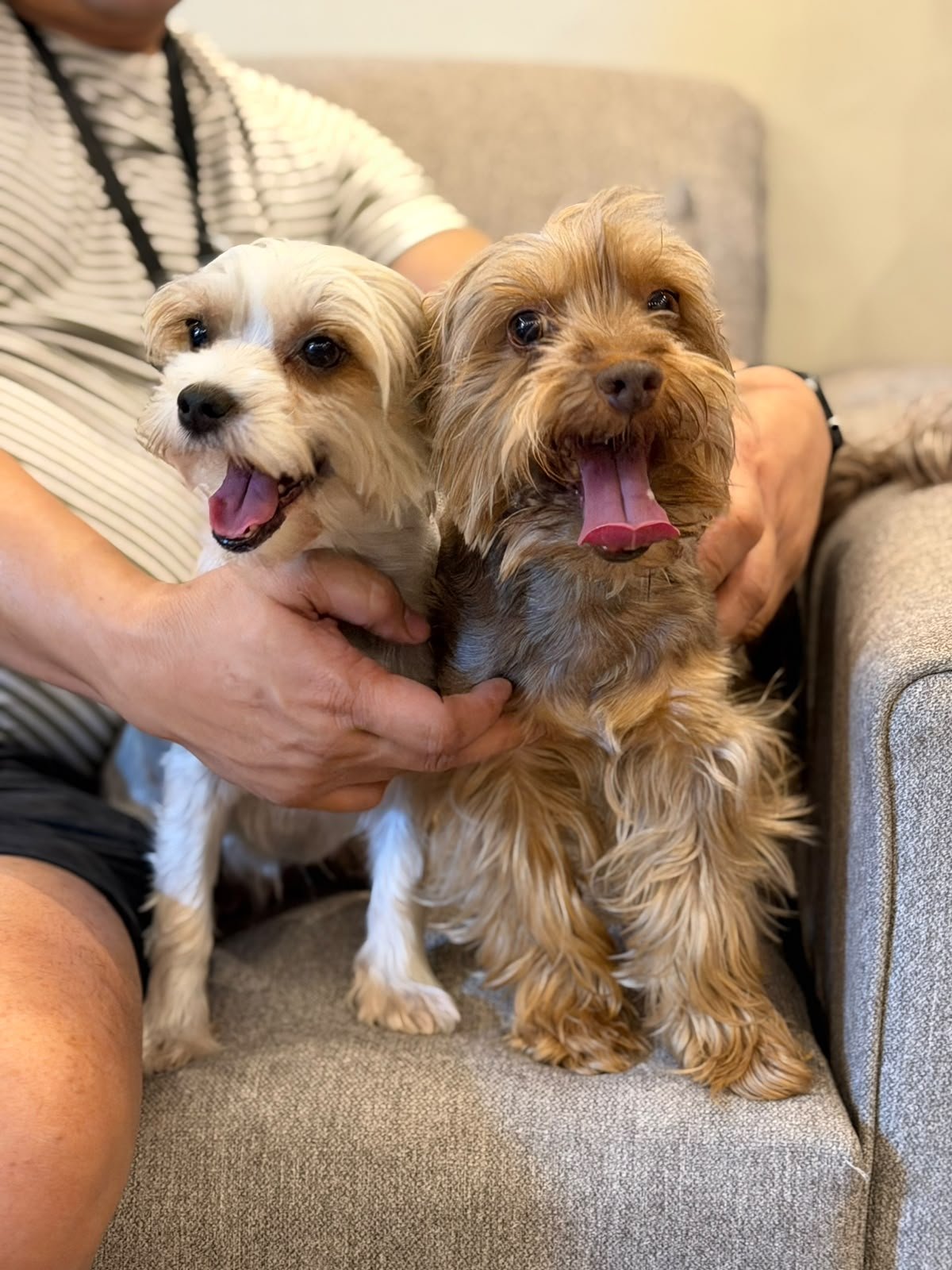 D'PetSquad UAE - Pet Relocation photo 2