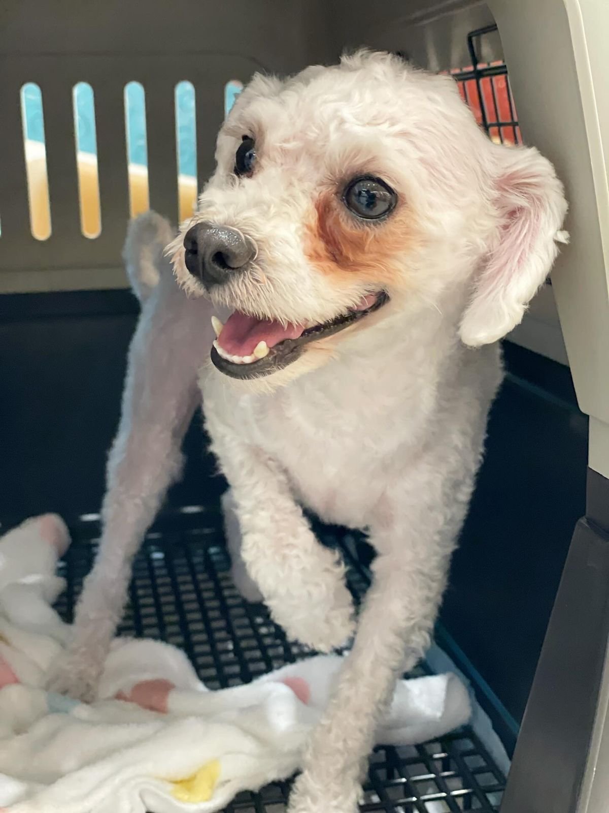 D'PetSquad UAE - Pet Relocation photo 4