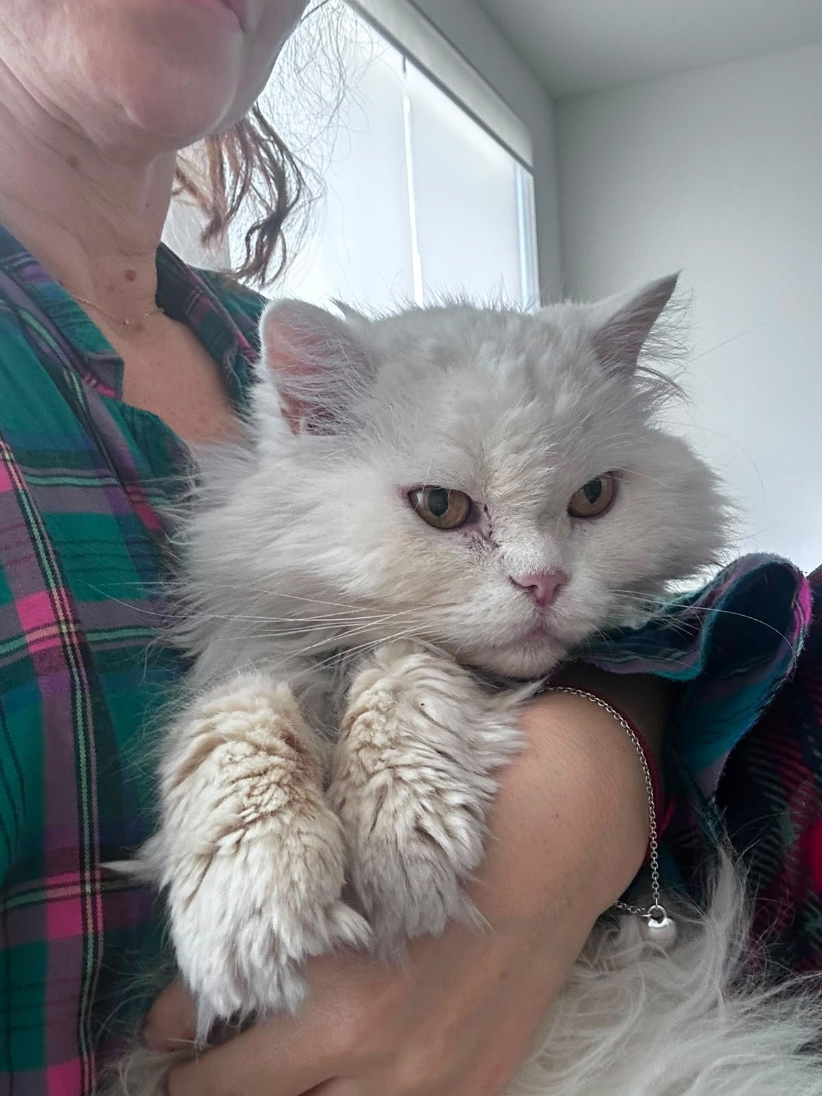 D'PetSquad UAE - Pet Relocation photo 5