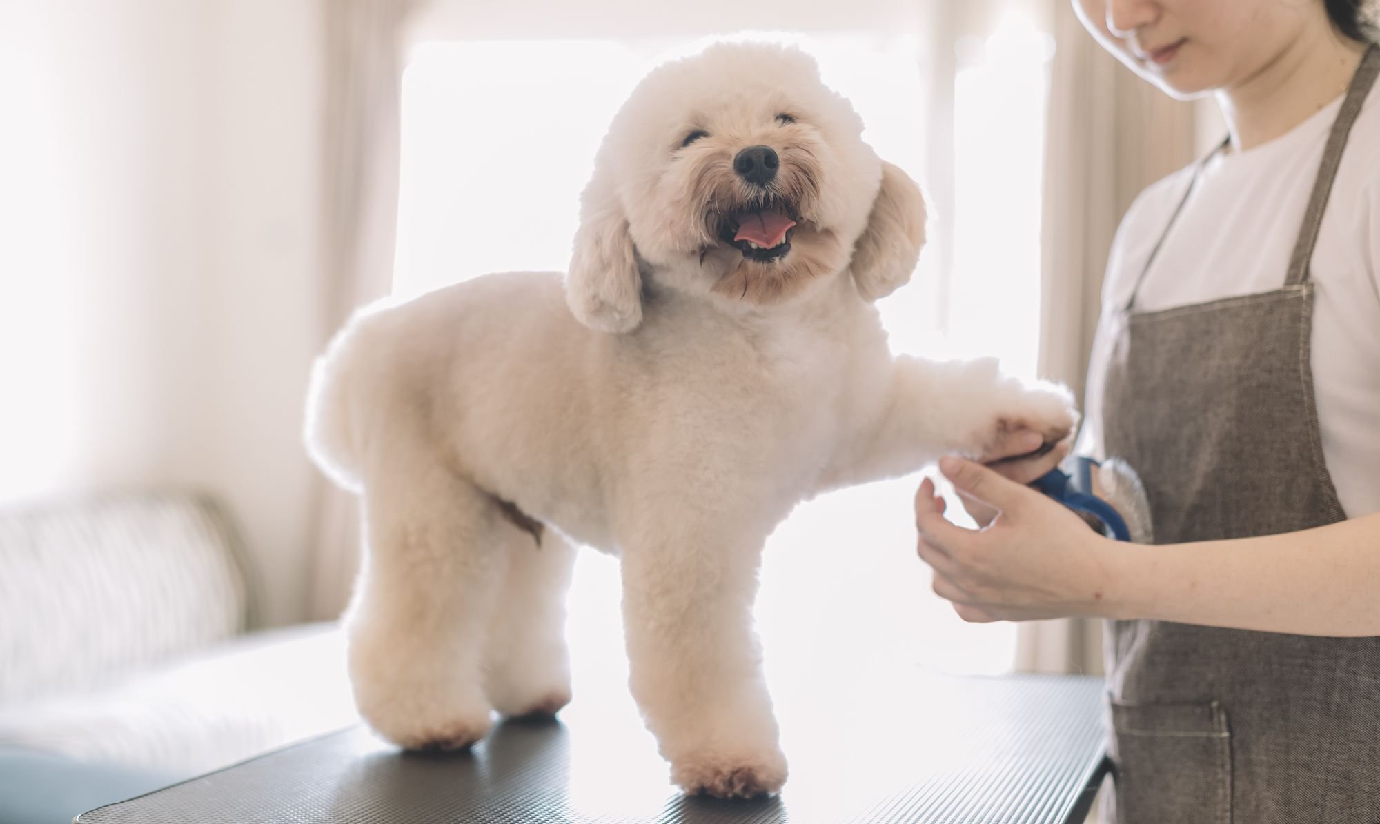 Best Expert Pets Grooming LLC