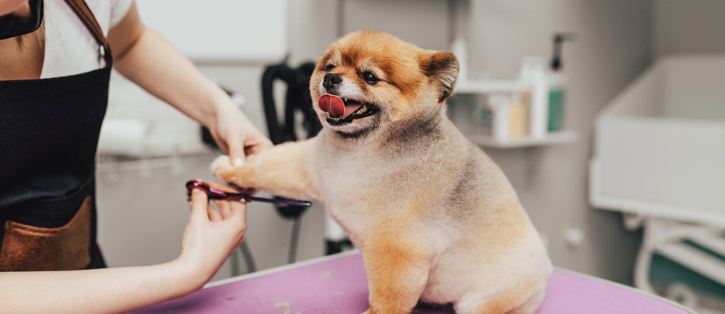 Best Expert Pets Grooming LLC 2