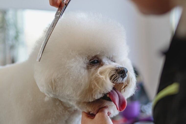 Best Expert Pets Grooming LLC 3