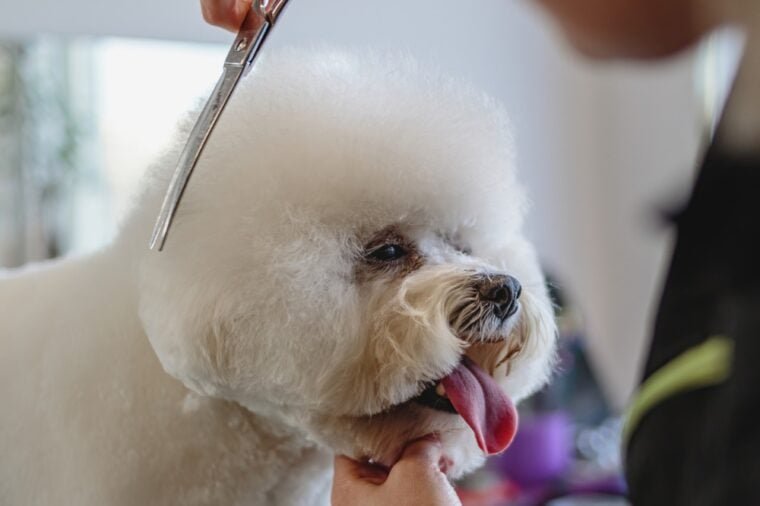 Best Expert Pets Grooming LLC photo 3