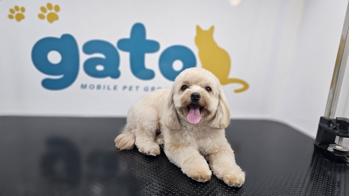 Gato Pet Grooming | Mobile Pet Salon 3