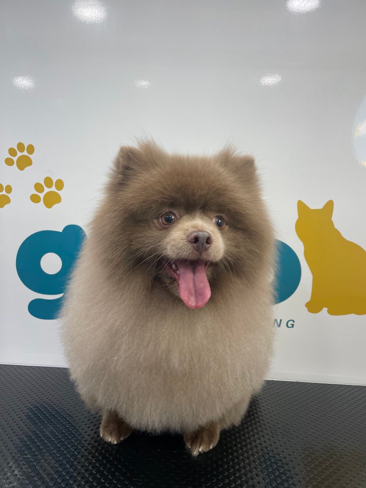 Gato Pet Grooming | Mobile Pet Salon 4
