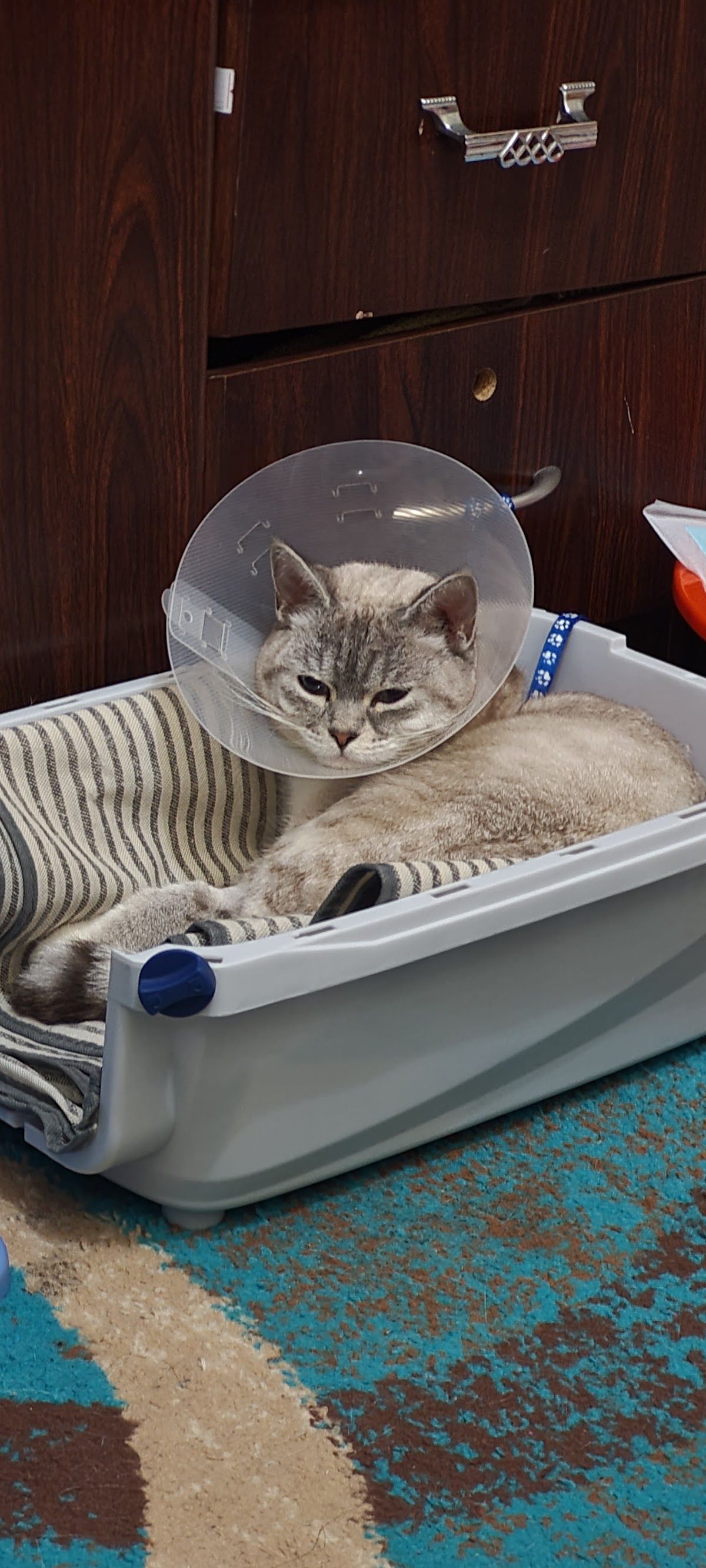 Pure Life Veterinary Treatment 4