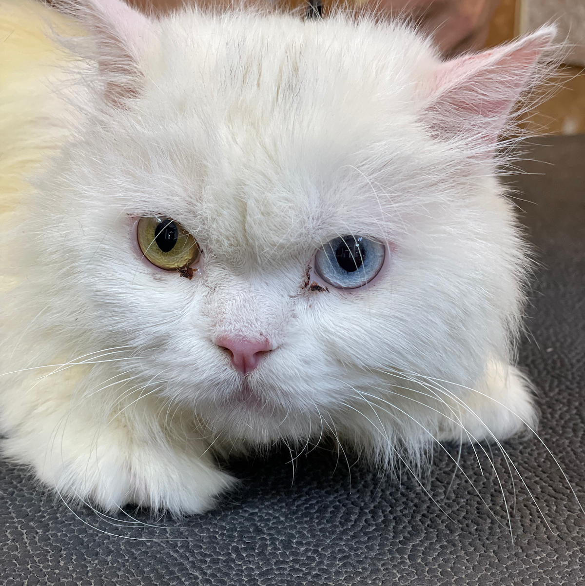 Al Falah Veterinary Clinic 2