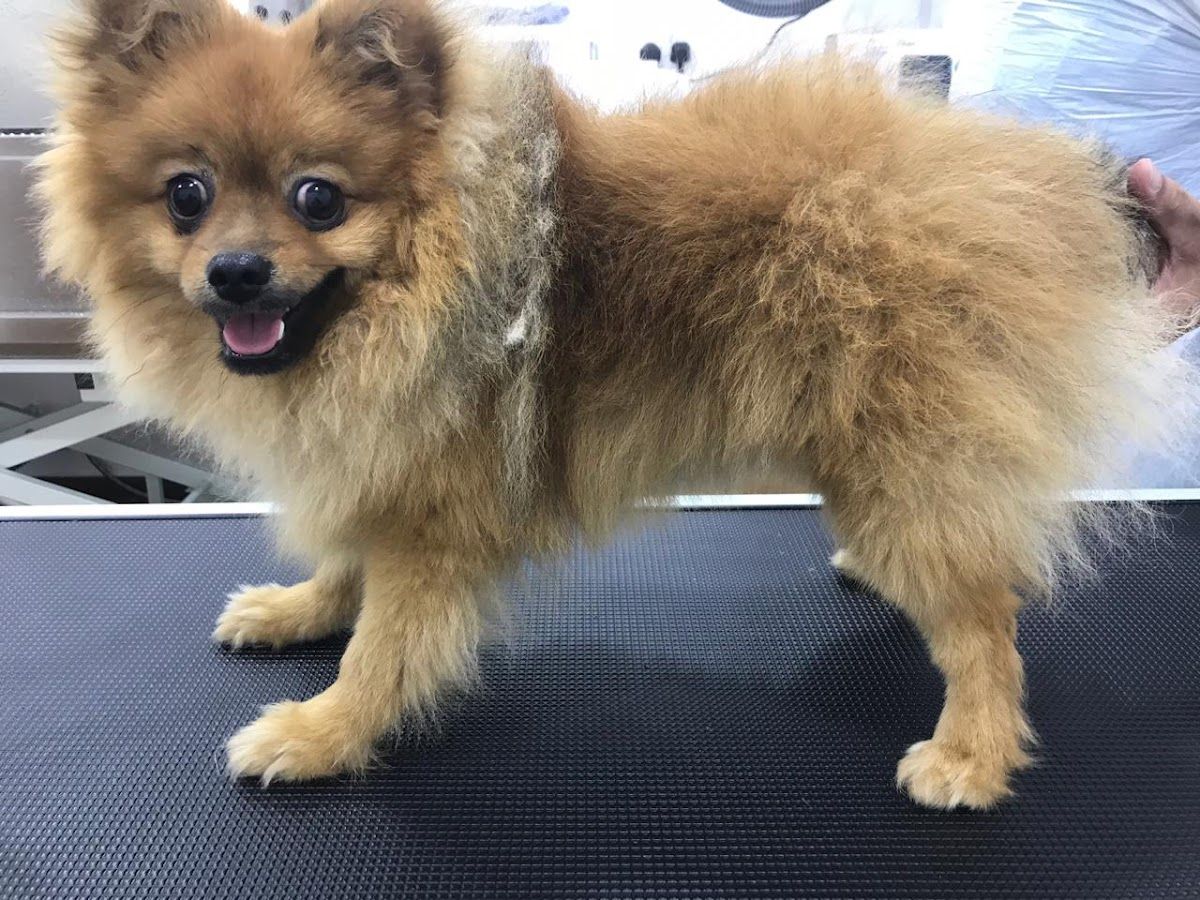 The City Vet Clinic - Dubai Silicon Oasis (DSO) 5