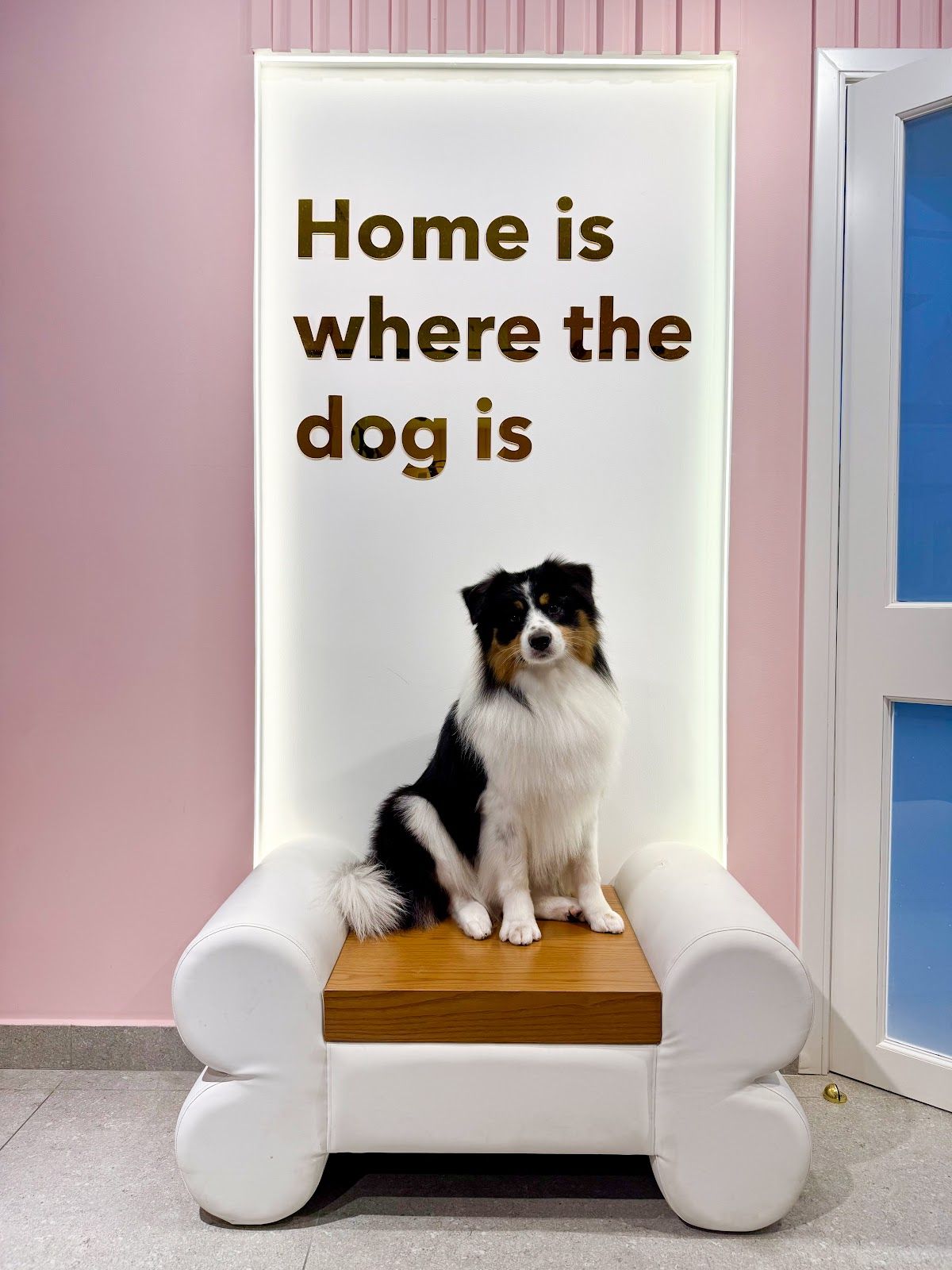 Gallagroom pets grooming & spa 2