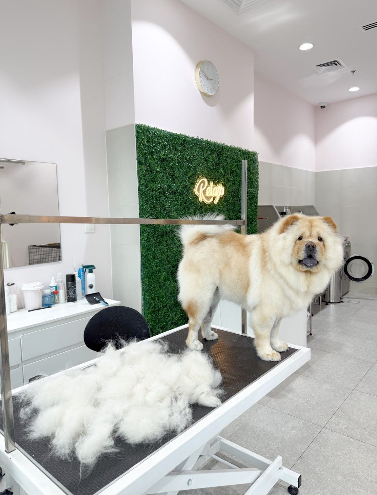 Gallagroom pets grooming & spa 3