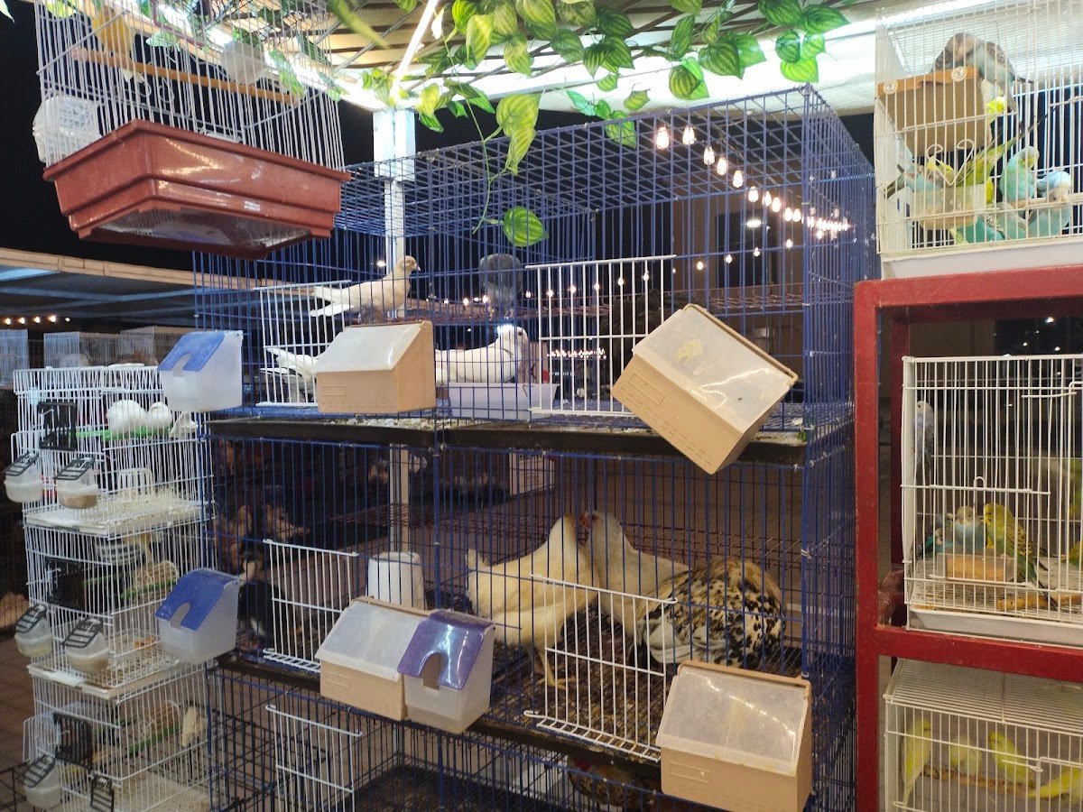 Saza Birds Accessories photo 2