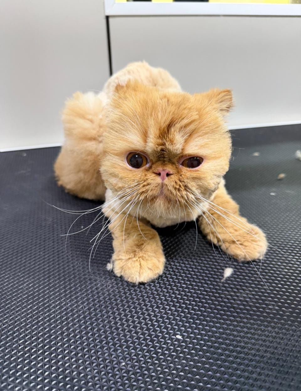 Pet Moment Pets Grooming 3