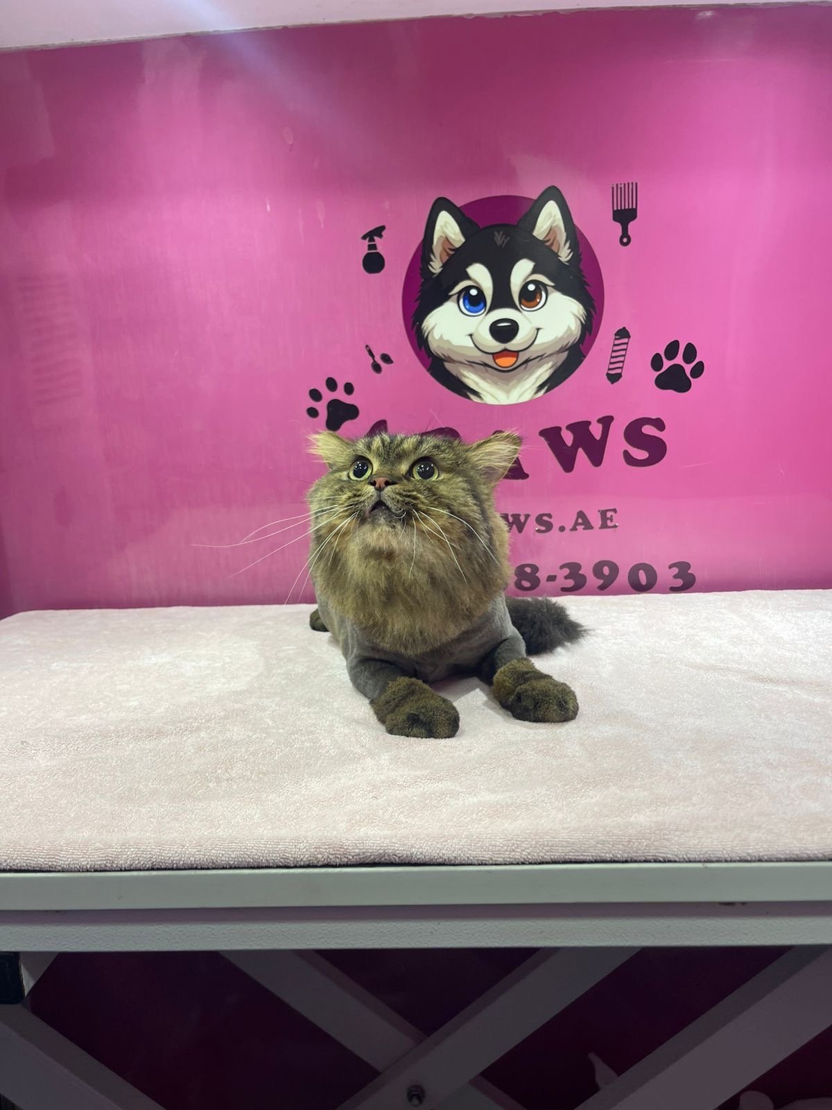 Four Paws Mobile Pet Grooming